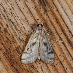 Parapoynx badiusalis