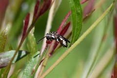 Triepeolus subnitens