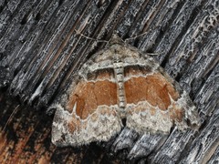 Dysstroma hersiliata