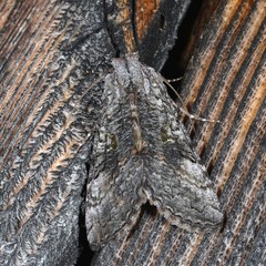 Syngrapha viridisigma