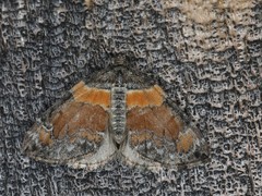 Dysstroma hersiliata