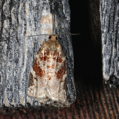 Archips mortuana