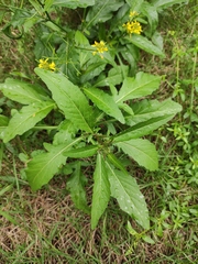 Rorippa globosa