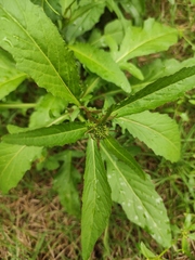 Rorippa globosa