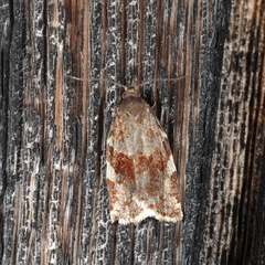 Archips mortuana