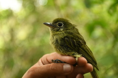 Rhynchocyclus brevirostris