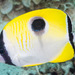 Teardrop Butterflyfish - Photo (c) zsispeo, some rights reserved (CC BY-NC-SA)