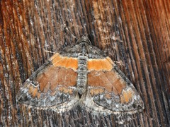 Dysstroma hersiliata