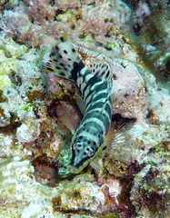 Serranus tigrinus