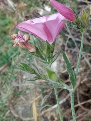 Convolvulus cantabrica image