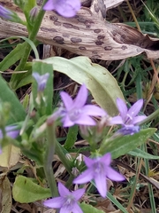 Campanula rapunculus
