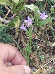 Campanula rapunculus
