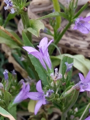 Campanula rapunculus