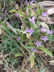 Campanula rapunculus