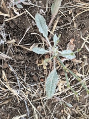 Eriogonum gracile gracile