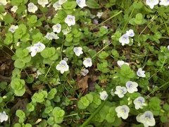 Veronica filiformis