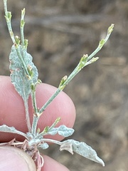 Eriogonum gracile gracile