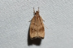 Psilocorsis cryptolechiella