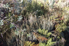 Seriphium cinereum