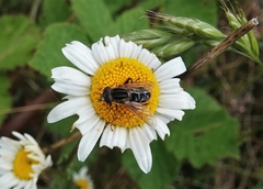 Anasimyia anausis