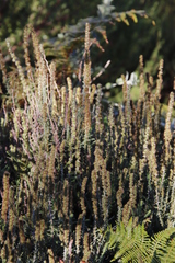 Seriphium cinereum