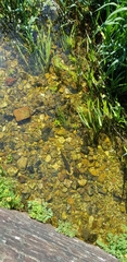 Salmo trutta