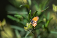 Coenonympha corinna