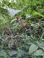 Rubus corchorifolius