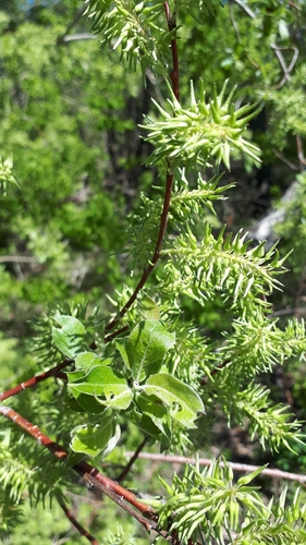 Salix bebbiana nuotrauka