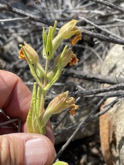 Diplacus clevelandii