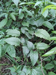 Rubus corchorifolius
