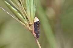 Philaenus spumarius