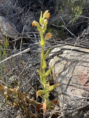 Diplacus clevelandii