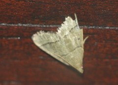 Hypsopygia decoloralis