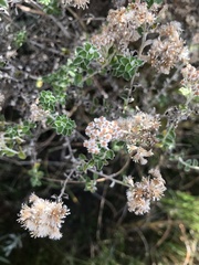 Plecostachys serpyllifolia