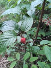 Rubus corchorifolius