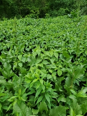 Magnoliopsida