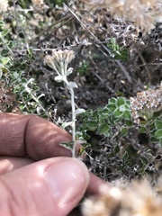 Plecostachys serpyllifolia