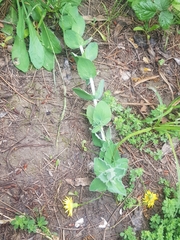 Image of Hypericum pubescens