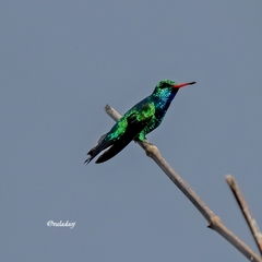 Chlorostilbon lucidus