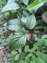 Rubus corchorifolius