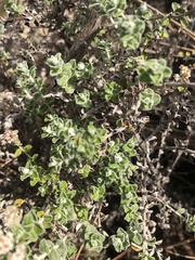 Plecostachys serpyllifolia