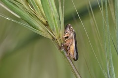 Philaenus spumarius