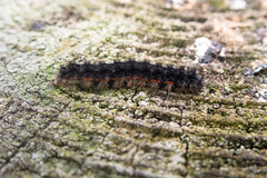 Eilema lurideola