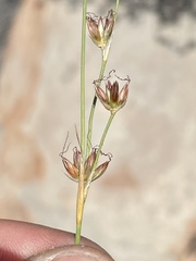 Juncus macrophyllus