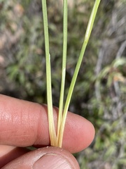 Juncus macrophyllus
