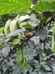Rubus corchorifolius