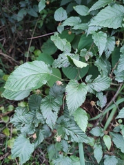 Rubus corchorifolius