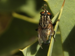 Sarconesia chlorogaster