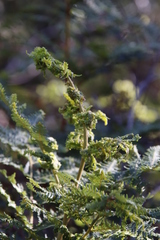 Eriophyes quadrifidus